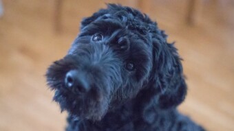 Yes, Dogs Can Be Allergic to Fleas!