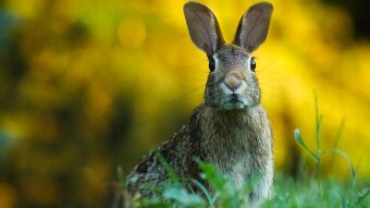 Rabbit hunting: How to get started. (US)