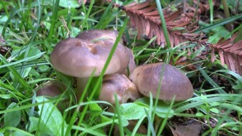Lyophyllum decastes (Kępkowiec jasnobrązowy) or colloquially "fried chicken"