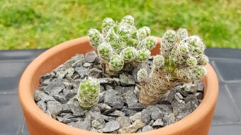Mammillaria gracilis