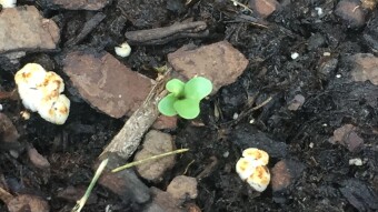 My Broccoli Seedlings Are Growing!