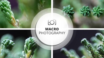 Macro Photography Session | One more Species