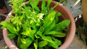2nd Batch Gardenscape
