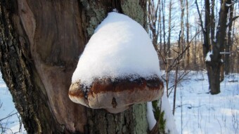 Tinder fungus in winter scenery