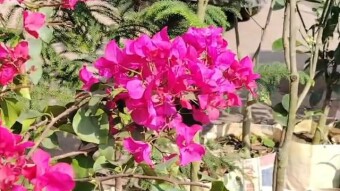 Baganbilas flower photography