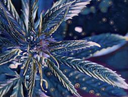 Digital Art: Blue Dream in the Magical Herb Garden of Delight.
