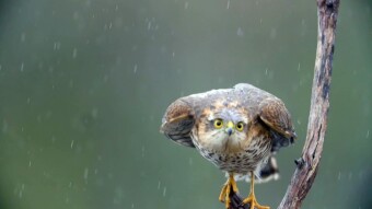 The Sparrowhawk is an excellent hunter among small predators