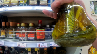 Cambodia, Battambang - tincture on vipers - my journey through Asia