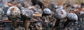Mushrooms occurring in Europe - Tulostoma fimbriatum