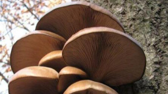 Mushrooms occurring in Europe - Pleurotus ostreatus