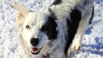 The Smartest Dog in the World? Inside Chaser’s Incredible Mind
