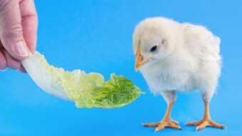My weight loss journey: diet week 1