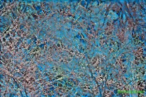 Full Spectrum Style Transfer Art - Tree canopy with purple flowers and blue sky