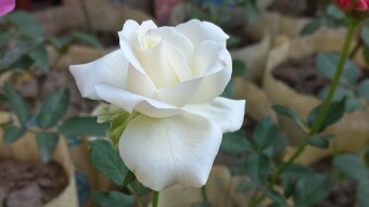 Rose flower Photography.