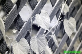 Ultraviolet and Infrared Photography - Muscadine vines growing on trellis