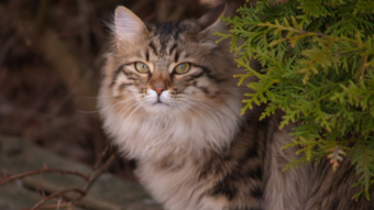 Any cat lovers here?