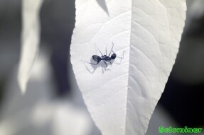 Ultraviolet and Infrared Photography - Ant wandering on Peach tree leaves