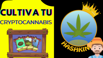 Les presento a  HASHKINGS 🌱🌱