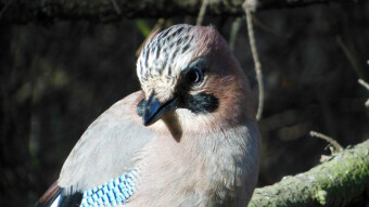 A harsh winter has come, but the jay is not going anywhere anyway, so she dropped by for a photo shoot