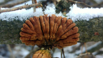 Very rare species of mushrooms - Hypocreopsis lichenoides