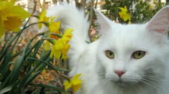Shenzhen Becomes First City to Ban Consumption of Cats and Dogs