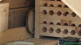 A closer look at Solitary Bees Part 1