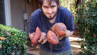 Our Sweet Potato yields: Over fifteen Pounds