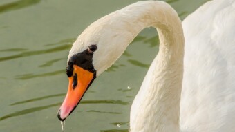Swan - Elegant and Graceful Aquatic Bird