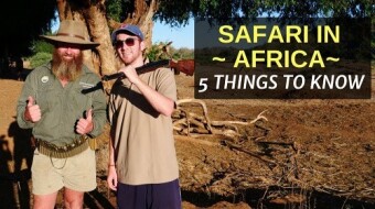 SAFARI in AFRICA - 5 Things to Know