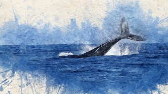 Get ready! The Whales Have Awoken and They Are Starting to Join the Game