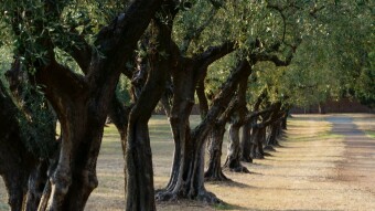 The oldest olive tree in Portugal.