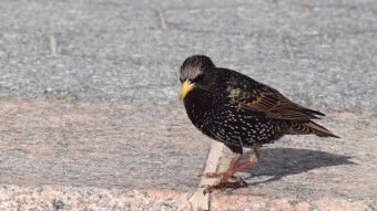 European Starling