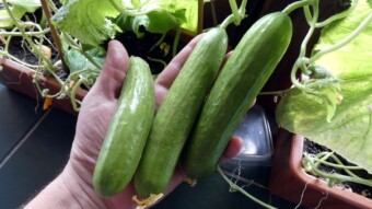 My balcony garden this year, natural fertilizers and plant protection products