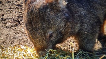 Getting back into photography - check out some Aussie animals