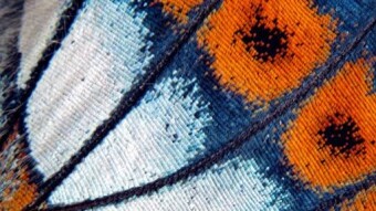 Facts about butterflies