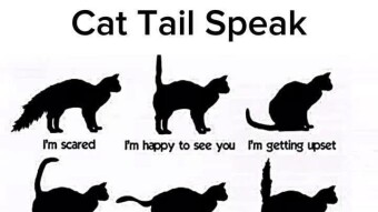 Cat Tail Speak: 9 Ways Cats Use Their Tails to Talk to Us
