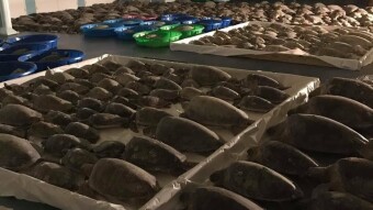 Sea Turtle's Need Our Help!