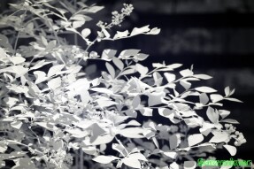 Ultraviolet and Infrared Photography - Blueberry bushes