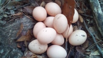 Apocalyptic Homesteading (Day 36)