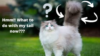 What Is Your Cat Telling You By Different Positions Of Her Tail?