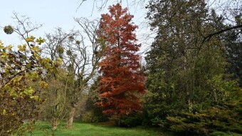 I won't call this Sunday a beautiful one - My Actifit Report Card: November 16, 2025