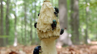 Common Stinkhorn - for some creatures like Chanel perfumes