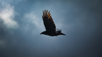 There is a limit to the freedom of free will