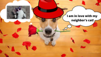 Love Is In The Air!Can Cats And Dogs Be Friends?If You Want An Answer To That Question Just Keep Reading This Post!
