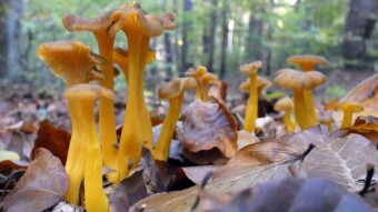 Yellowfoot, funnel chanterelle - Edible autumn mushrooms