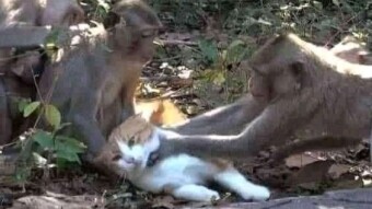 The Ginger Cat that Took Revenge
