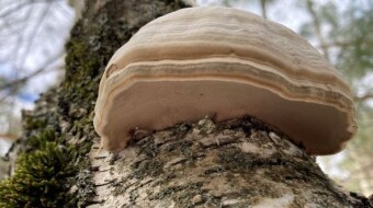 Hunting for Winter Mushrooms