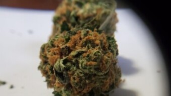 Willy's Wonder Cannabis Strain Review