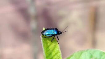 Different type insect videography