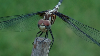 Dragonfly Macro #1